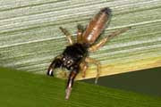 Jumping Spider (Judalana lutea) (Judalana lutea)